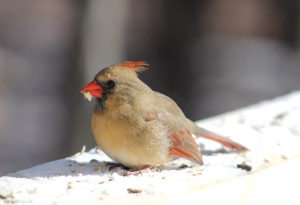 Cardinal