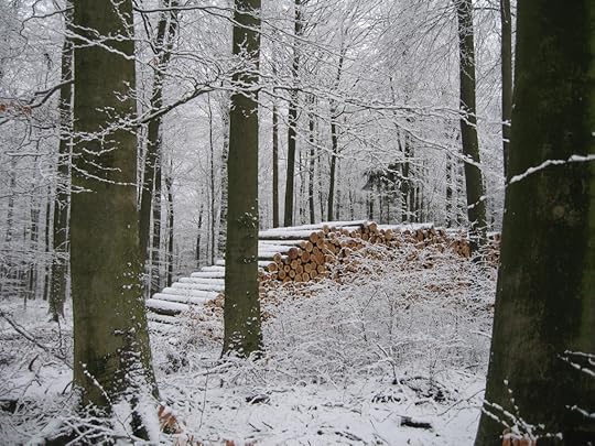 Snowy timber