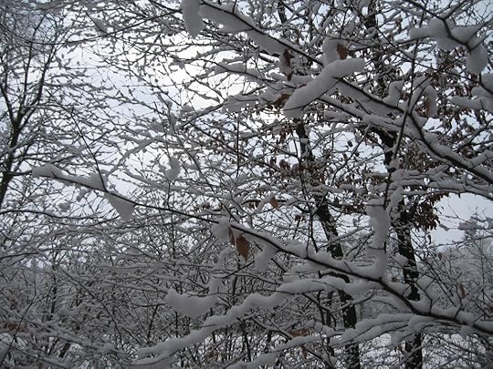 Snowy branches