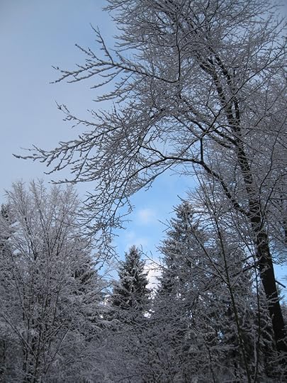 Snowy branches