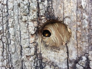 A wasp nest hole (Photo: Carlotta De Filippo)