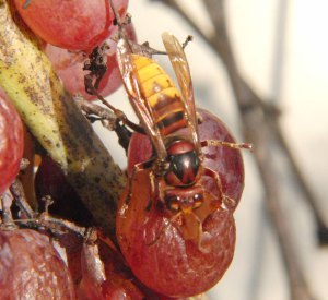 Crabro wasp on ripe grapes in a Tuscan vineyard (Photo: Carlotta De Filippo)