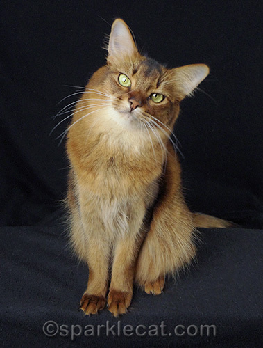 somali cat, award-winning show cat
