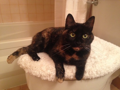 cats-bathrooms