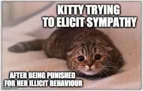 illicit_cat