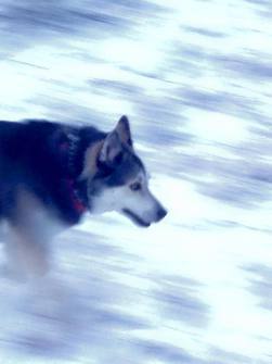 Husky Running