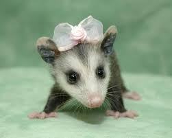 Cute1