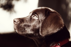Choc Lab
