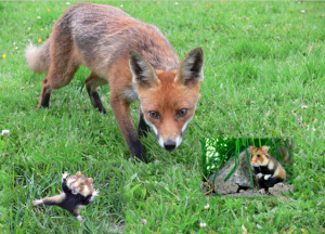 hamsters_are_NOT_safe_in_Ireland