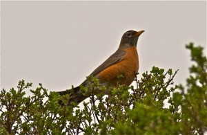IMG_6162