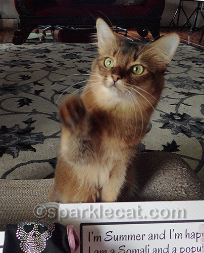 Somali cat getting ready to do a trick