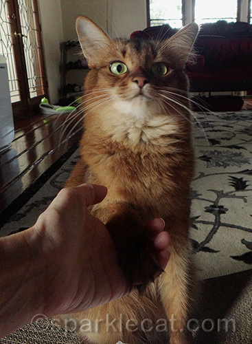 Somali cat learning how to shake hands