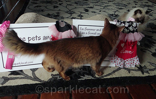 Somali cat looking over cat clothes
