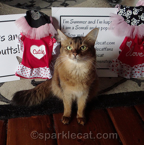 Somali cat posing in front of some cat clothes