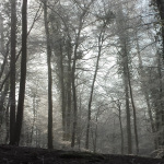 Mist