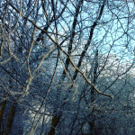 Frosty