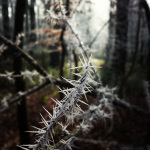 Narnia