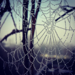Spiderweb