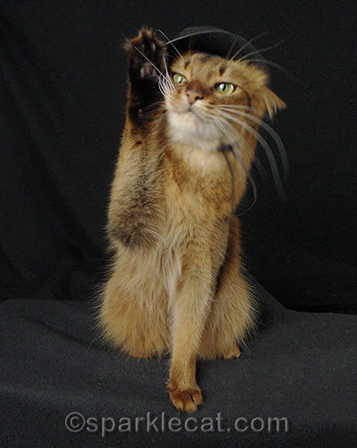 somali cat in a fedora giving a high five