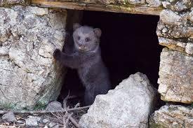 cub in cave