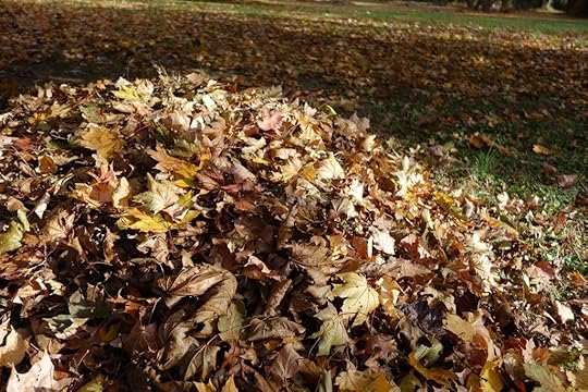 Fall leaves
