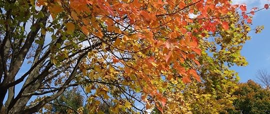 Fall leaves