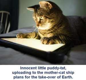 Cat-tablet