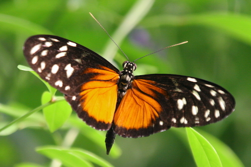 Heliconius_hecale.JPG