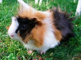 Image result for cavia porcellus