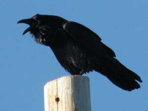 Common Raven (640x482)