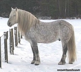 btHighland Pony Stallion
