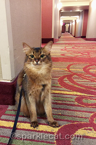 somali cat at the holiday inn express at cardiff by the sea