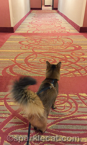 Somali cat on harness and leash in the corridor of a hotel