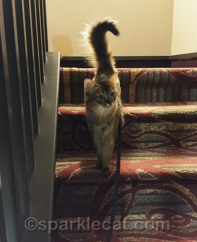 Somali cat on stairs of holiday inn express at cardiff by the sea