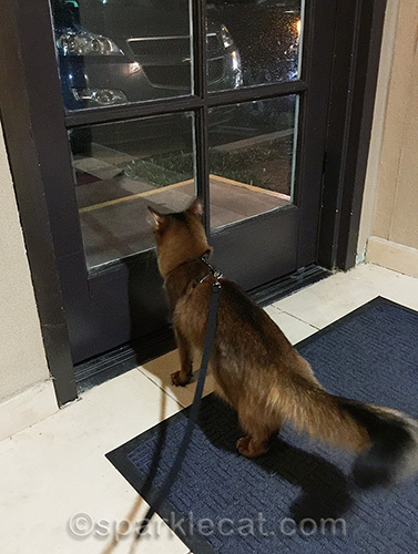 Somali cat looking out at hotel parking lot