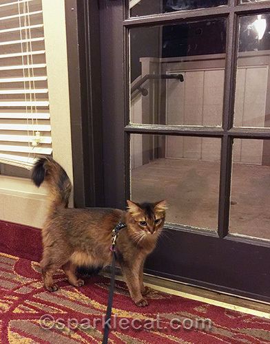 Somali cat by side door of hotel corridor