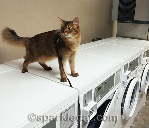 Somali cat in the hotel laundry room