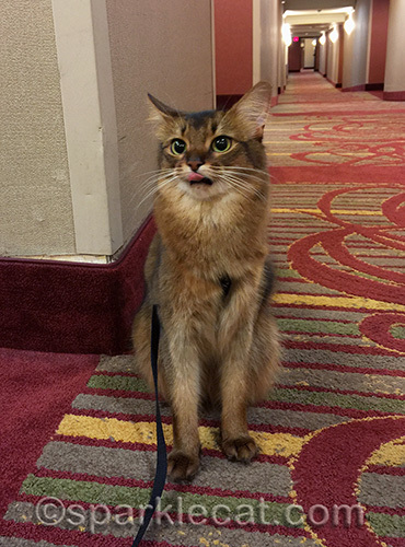 somali cat with tongue in hotel corridor