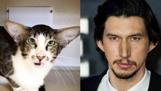 cat-adam-driver