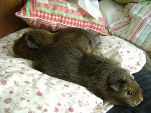 Pammy and Twiglet being relatively inactive. They were champion synchronized nappers and loungers. Eyes on the prize, ladies. 