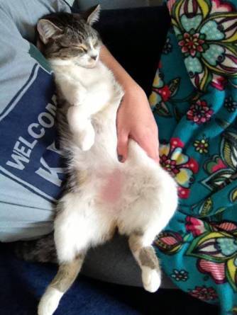 liquidcat