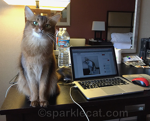 Somali cat at hotel room desk with Macbook Pro