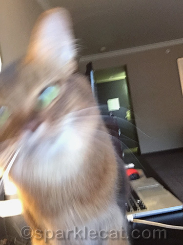 blurry somali cat selfie
