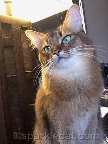 somali cat posing for a selfie