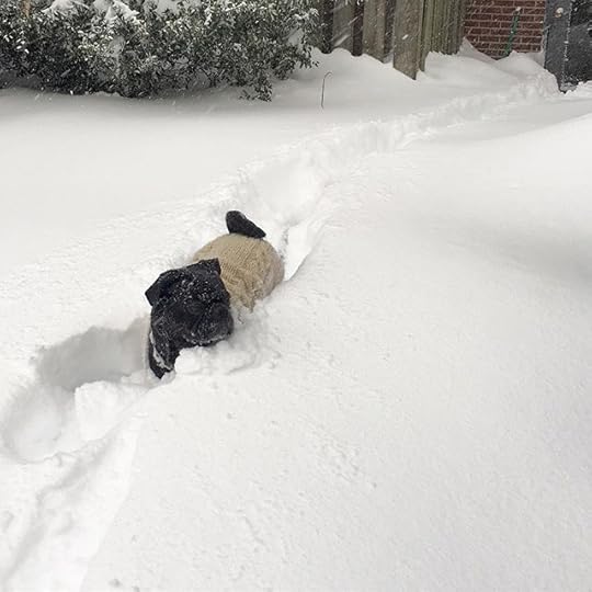 12598947_1277578488935673_2133785656_n