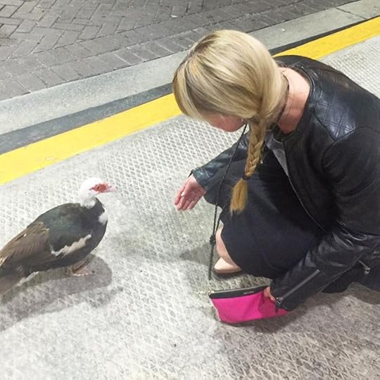 12446110_1697579777166169_1422294314_n