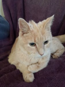 Daisy the cat