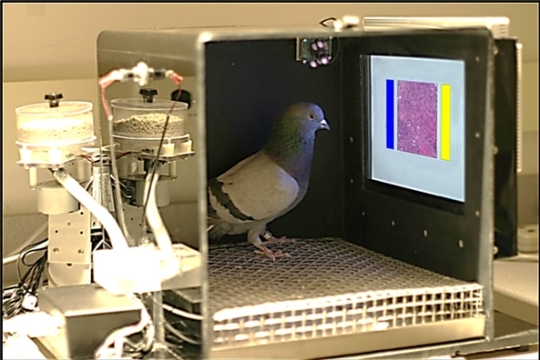 Dr. Pigeon examines a microscope image of tissue to see if it is cancerous. (image from the article being discussed)