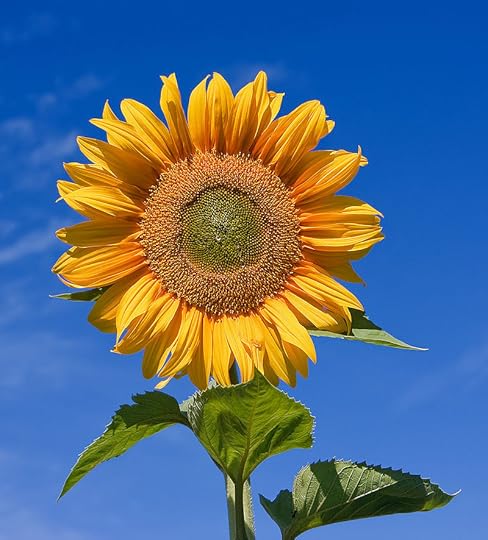 Sunflower sky backdrop.jpg