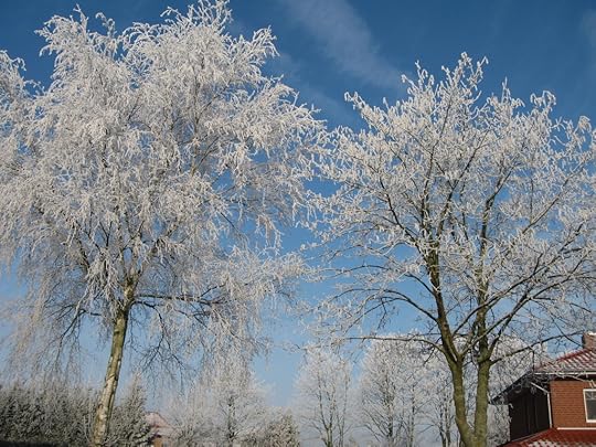 Hoarfrost tree